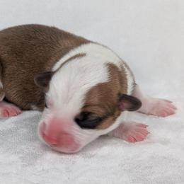 Peppermint Patty - Sable and white female American Corgi puppy in Clarksville, Tennessee from Cold Creek Family Farm LLC