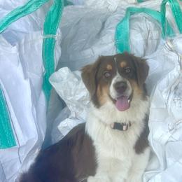 Australian Shepherd All Grown Up from Cobler Farms