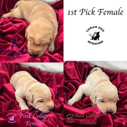 First Pick Yellow Female - Yellow female Labrador Retriever puppy in Greater Houston Area, Texas from Coram Deo Retrievers