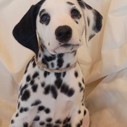 White Girl (with patch) - White and black female Dalmatian puppy in Spring Branch, Texas from D'vine Dalmatians