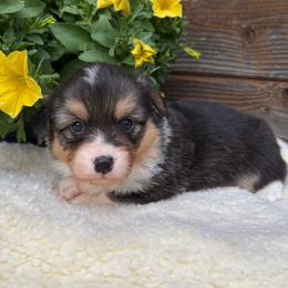 Ila-fluffy - Black and tan female Pembroke Welsh Corgi puppy in Stillwater, Oklahoma from Steele Family Farms