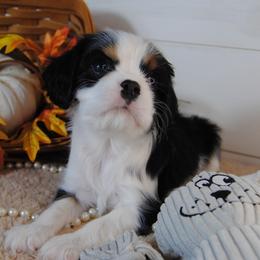 Betsy - Tri-color female Cavalier King Charles Spaniel puppy in Mountain Grove, Missouri from Dogwood & Sassafras Companions