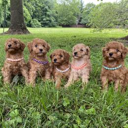 Poodle Puppies from Paige & Adele Poodles