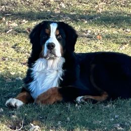 Bear - Bernese Mountain Dog