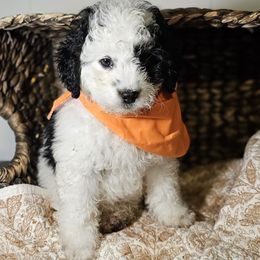 Orca Orange Collar - Black and white male Bernedoodle puppy in Bonham, Texas from Happy Valley Puppies