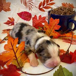 Cider - Blue merle male Australian Shepherd puppy in Brookfield Township, Ohio from AussieLand Shepherds