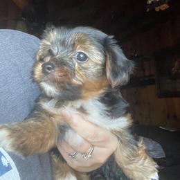 Yorkshire Terrier Puppies from Sierra Nevada Yorkies