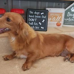 Mag Pie - Dachshund