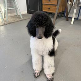 Tomboy - Parti female Poodle puppy in Olathe, Colorado from High Mesa Standards