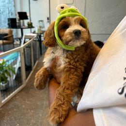Alfie - Red male Cavapoo puppy in Calhoun, Georgia from Happy Top Doodles