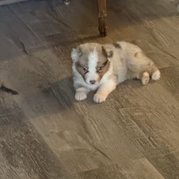 Hank - Red merle male Miniature Australian Shepherd puppy in Ocala, Florida from Young Pups