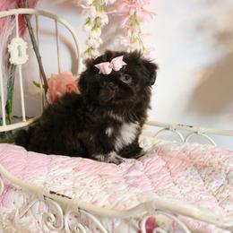 Shih Tzu Puppies from Shih tzu Factory
