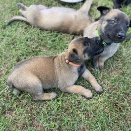 xDutch Shepherd Puppies from Crystal Coast K9 MHC