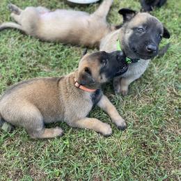 xDutch Shepherd Puppies from Crystal Coast K9 MHC