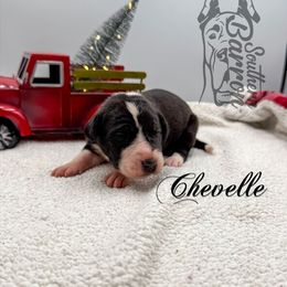 Chevelle - Mantle female Great Dane puppy in Prairieville, Louisiana from Southern Barron Danes & Dachshunds