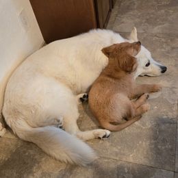 Golden Retriever Puppies from Retrievers Gold AZ