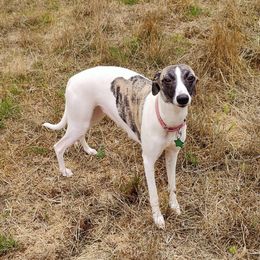 Flash - Whippet