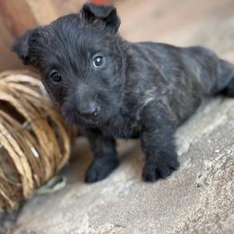 Rudolf (Red) - Black brindle female Scottish Terrier puppy in Chattanooga, Oklahoma from Lottie Dottie Scottie’s and Papillons