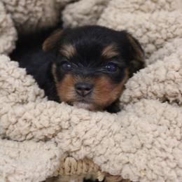 Missy - Black and tan female Yorkshire Terrier puppy in Eastland, Texas from Peach Yorkies