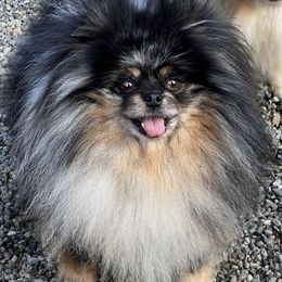 Sebastian - Pomeranian