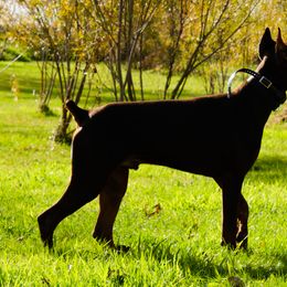 Doberman Pinscher and French Bulldog All Grown Up from The Defender Farm
