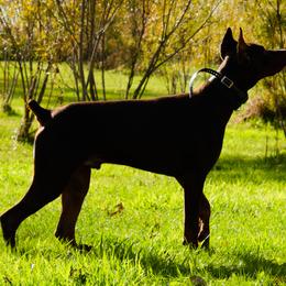 Doberman Pinscher and French Bulldog All Grown Up from The Defender Farm