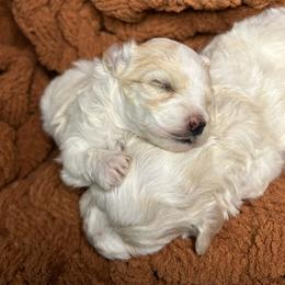 Lovey - Cream female Maltipoo puppy in Clover, South Carolina from Cudi’s Buddies