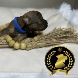 Miniature Schnauzer Puppies from Forever Schnauzers