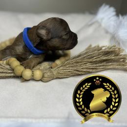 Miniature Schnauzer Puppies from Forever Schnauzers