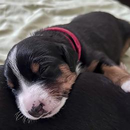 Appenzeller Sennenhund Puppies from HussarRidge