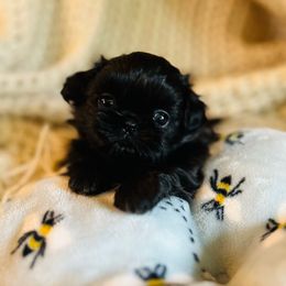Coal - Black male Shih Tzu puppy in Tekoa, Washington from Curtis Imperials