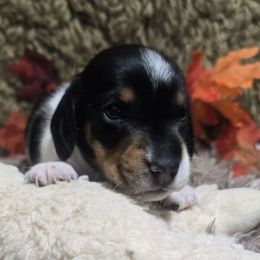 Gunner - Piebald male Dachshund puppy in Bigfork, Minnesota from Long Ears and Long Dogs Ranch