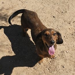 Lizzy - Dachshund