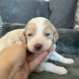 Bella - Parti female Goldendoodle puppy in Maricopa, Arizona from AZ Designer Goldendoodles
