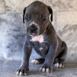 Light Brown Collar - Gray brindle male Cane Corso puppy in Catawba, North Carolina from Catawba Cane Corso