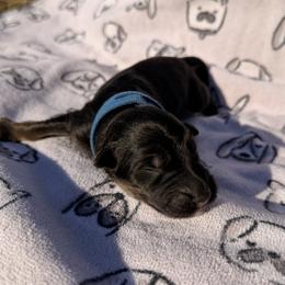 Happy - Bi-color male German Shepherd puppy in Perrysburg, Ohio from Fancy GSDs