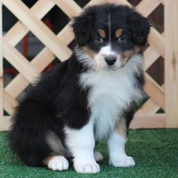 Ohoma - Black tri-color male Australian Shepherd puppy in Circleville, Utah from Canyon Creek Aussies