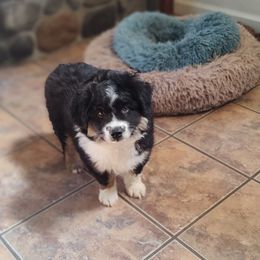 "Maliki; male" Miniature Australian Shepherd Puppies from April Meadows Farm