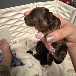 Female 1 AKC - Chocolate female Dachshund puppy in Erie, Michigan from Champagne’s Grinch Toe’d Dachshunds