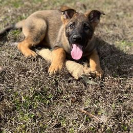 German Shepherd Puppies from Grassroots German Shepherds