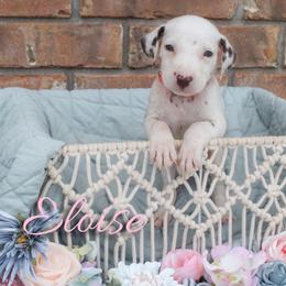Eloise - White and liver brown female Dalmatian puppy in Mount Vernon, Missouri from Spots & Spirals