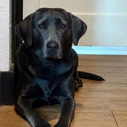 Florentina - Labrador Retriever