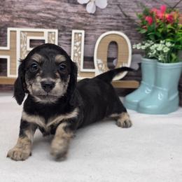 Lychee - Black and cream female Dachshund puppy in Norwood, Missouri from Madra's Dashing Doxies