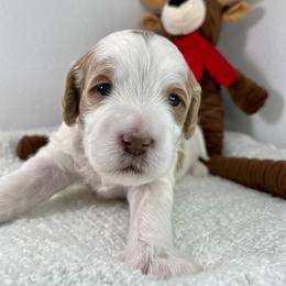 Gray Boy - Parti male Goldendoodle puppy in Greeley, Colorado from Millie Billie Doodles