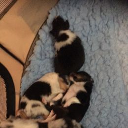 Shetland Sheepdog Puppies from RegalStarShelties