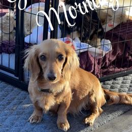 Ginger - Dachshund