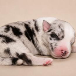Stella - Blue merle female Australian Shepherd puppy in Ingram, Texas from Storm and Sage Australian Shepherds