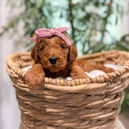 Strawberry Fields - Red  female Goldendoodle puppy in Sulphur, Louisiana from Curly Q’s Of Carlyss