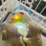 Cavachon Puppies from Clair’s Cavachon’s of Mid Coast Maine