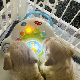 Cavachon Puppies from Clair’s Cavachon’s of Mid Coast Maine
